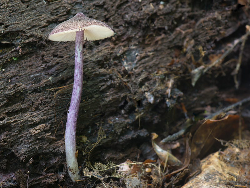 Entoloma allochroum